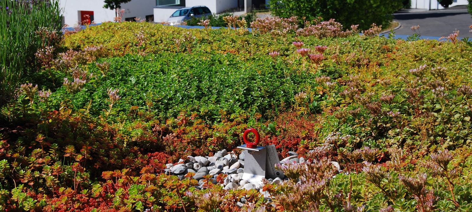 Fallnet® SR is particulary suitable for small and complex roof areas. Sedum roof with Fallnet® SR